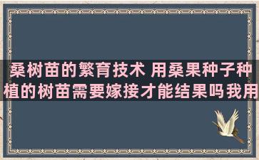 桑树苗的繁育技术 用桑果种子种植的树苗需要嫁接才能结果吗我用桑椹果种的树苗